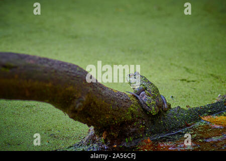 Rana toro sittting sul log in uno stagno. Foto Stock