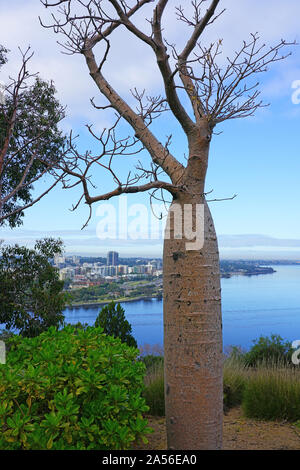 Vista di un Boab tree (Adansonia Gregorii) in Kings Park, che domina la città di Perth, Western Australia Foto Stock