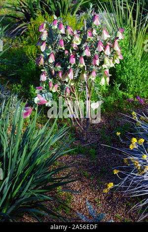 Vista di una campana Qualup impianto (Pimelea physodes) in Australia Foto Stock