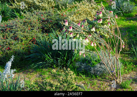 Vista di una campana Qualup impianto (Pimelea physodes) in Australia Foto Stock