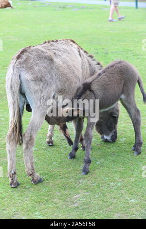 Puledro di allattamento madre su pony nella nuova foresta, Hampshire, Regno Unito Foto Stock