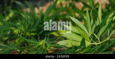 La coltivazione di cannabis La cannabis messe in casse di legno Foto Stock