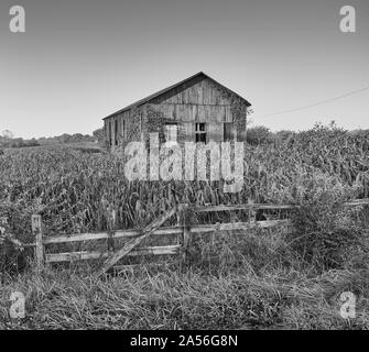 Coperto di edera fienile in un campo di mais, KY. Foto Stock