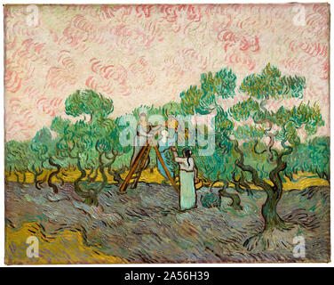 Vincent van Gogh, la pittura di paesaggio, le donne raccogliere le olive, i campi di olivi, (New York), 1889 Foto Stock