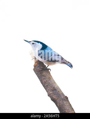 White-Breasted picchio muratore seduto su un ramo Foto Stock