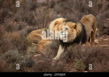 Orgoglio dei Leoni in appoggio nella riserva naturale del fiume Touws, Western Cape, Sud Africa Foto Stock