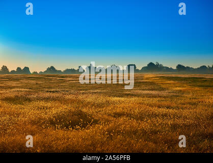 Aprire il campo erboso. Foto Stock