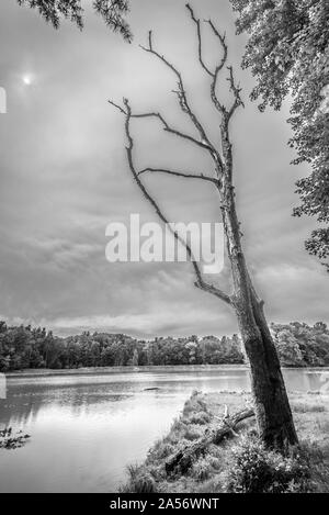 Albero morto a Kendall Lago. Foto Stock