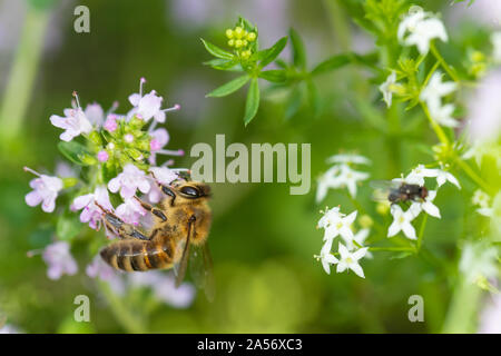 Bee pollinici sul origano in fiore in estate. Foto Stock