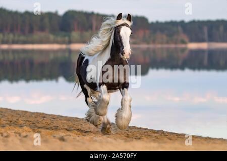 Al galoppo Tinker irlandese Foto Stock