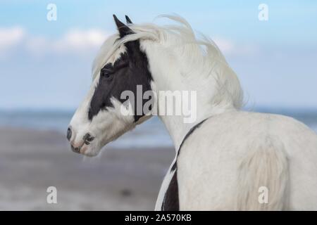 Irish Tinker ritratto Foto Stock