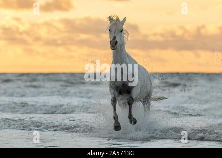 Cavallo arabo Foto Stock