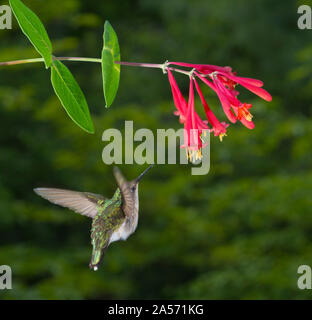 Femmina Hummingbird Ruby-Throated. Foto Stock