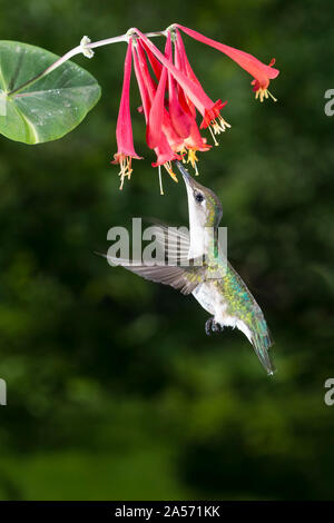 Femmina Hummingbird Ruby-Throated. Foto Stock