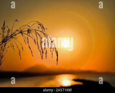 Piume di segale contro un sunrise Foto Stock