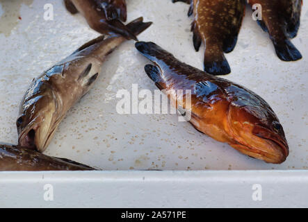 Il pesce appena pescato in vendita Foto Stock