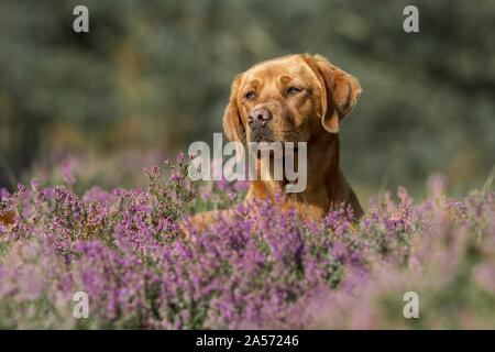 Il Labrador Retriever ritratto Foto Stock