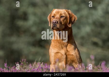 Udienza Labrador Retriever Foto Stock