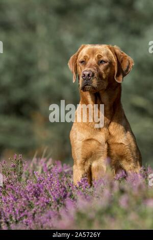 Udienza Labrador Retriever Foto Stock