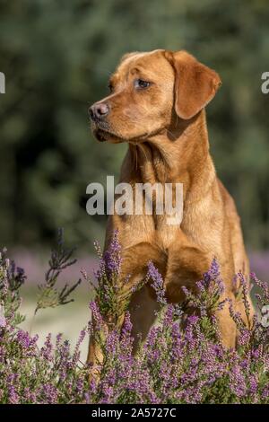 In piedi Labrador Retriever Foto Stock