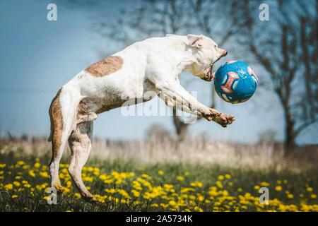 Esecuzione di American Bulldog Foto Stock