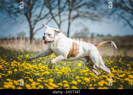 Esecuzione di American Bulldog Foto Stock