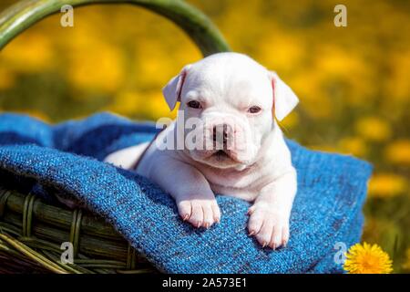 American Bulldog Puppy in un cestello Foto Stock