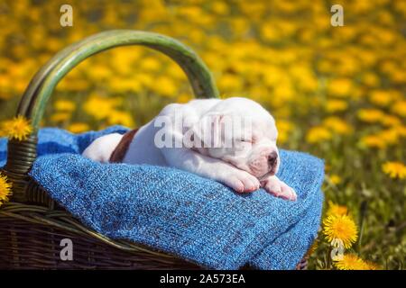 American Bulldog Puppy in un cestello Foto Stock