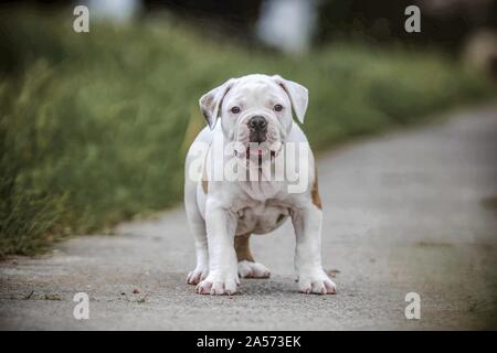 In piedi American Bulldog cucciolo Foto Stock