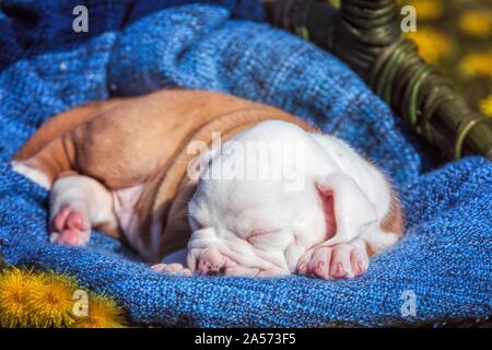 American Bulldog Puppy in un cestello Foto Stock