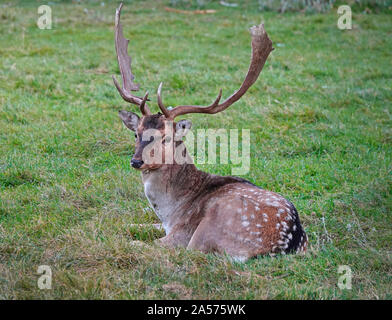 Ritratto di un maschio o buck daini, Dama Dama, una specie di cervi in tutta l'Europa. Foto Stock