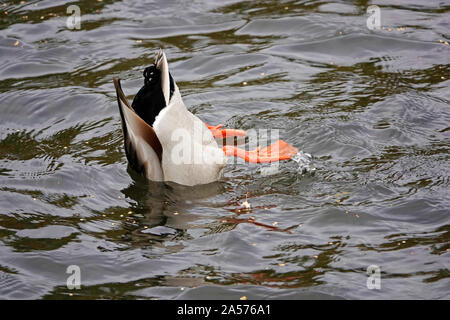 Un maschio di Mallard duck dedicarmi, oppure alimentando sul fondo muschi di un fiume, il fiume Deschutes in curva, Oregon. Foto Stock