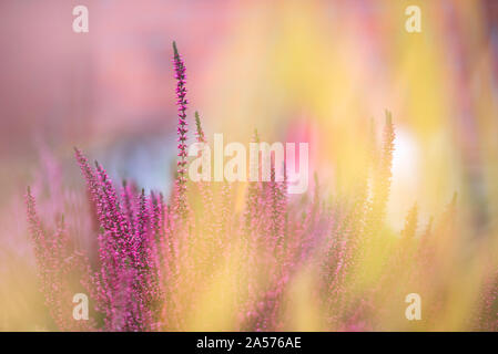 Comune, Heather Calluna vulgaris, in piena fioritura, messa a fuoco selettiva e shallow DOF, colori in autunno giardino Foto Stock