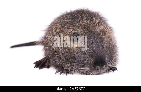 Baby nutria isolati su sfondo bianco. Una marrone coypu Myocastor coypus isolato. Foto Stock