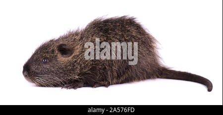 Baby nutria isolati su sfondo bianco. Uno marrone (coypu Myocastor coypus) isolato. Foto Stock