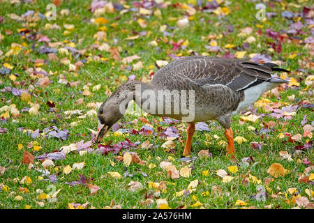 Ritratto di un immaturo superiore bianco-fronteggiata Goose, Anser albifrons, nel selvaggio sul fiume Deschutes in curva, Oregon. Foto Stock