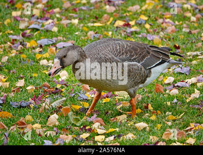 Ritratto di un immaturo superiore bianco-fronteggiata Goose, Anser albifrons, nel selvaggio sul fiume Deschutes in curva, Oregon. Foto Stock