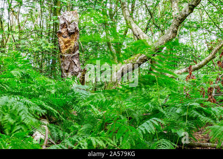 Felci, muovendosi con il vento a Daresbury abeti, contro i tronchi di alberi statica Foto Stock