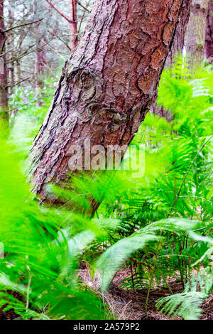 Felci, muovendosi con il vento a Daresbury abeti, contro i tronchi di alberi statica Foto Stock