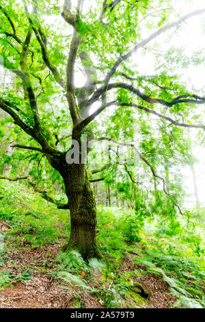 Quercia a Daresbury Firs contro la luce con le foglie al vento Foto Stock