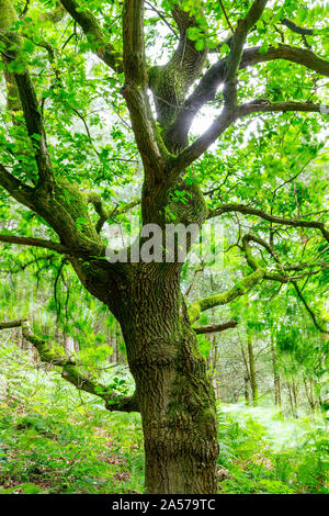 Quercia a Daresbury Firs contro la luce con le foglie al vento Foto Stock