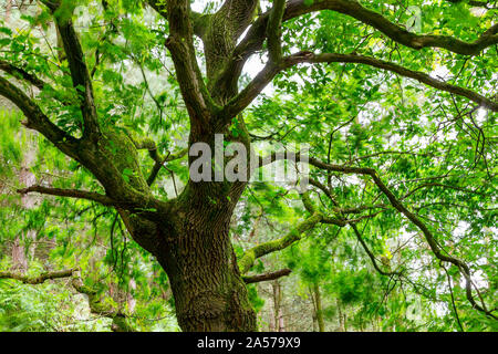 Quercia a Daresbury Firs contro la luce con le foglie al vento Foto Stock