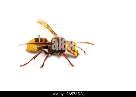 Unione Hornet, Vespa crabro, su sfondo bianco Foto Stock