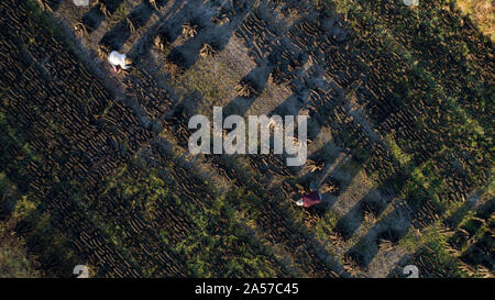 Vista aerea del popolo coltivando raccolti torbiera durante l inizio di estate in Irlanda rurale Foto Stock