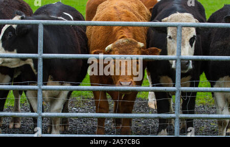 Bovini giovani guardando fuori da dietro la porta di metallo barriera in Irlanda rurale Foto Stock