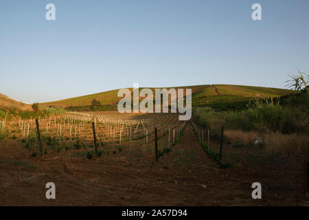 Scene da Tarrantola Hotel Agricola in un vigneto nella Sicilia centrale Foto Stock