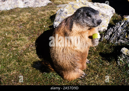 Un quasi tame marmotte alpine (Marmota marmota) mangiare un pezzo di Apple Foto Stock