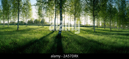 La Betulla gli alberi in una foresta, Imatra, della Karelia del Sud, Sud della Finlandia Finlandia Foto Stock