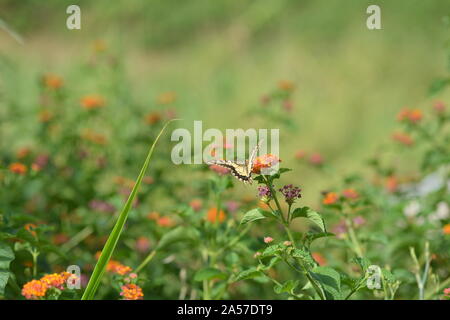 Scene da Tarrantola Hotel Agricola in un vigneto nella Sicilia centrale Foto Stock