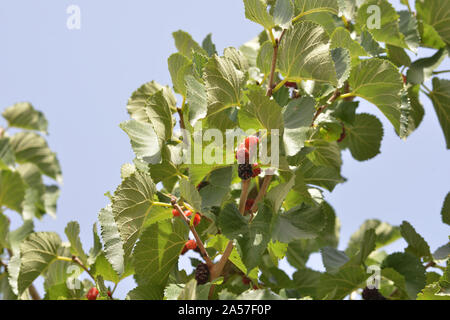 Scene da Tarrantola Hotel Agricola in un vigneto nella Sicilia centrale Foto Stock